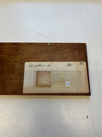 Media type: image;   Invertebrate Zoology 172206 Description: Photograph of microscope slide and handwritten label.;  Aspect: slide